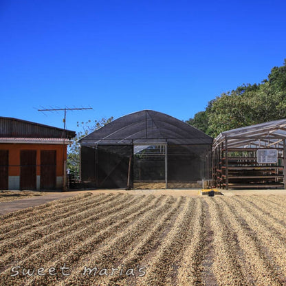 Costa Rica Tarrazu SWP Decaf