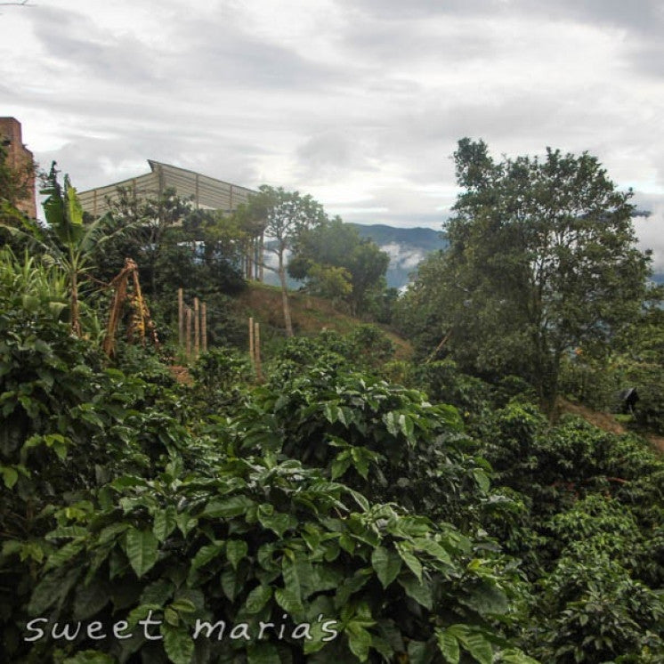 Colombia Timana Finca La Colina