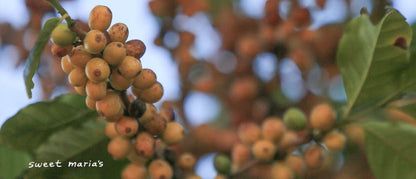 Brazil Fazenda Alta Vista