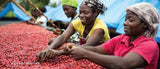 Congo Organic Dry Process Kabare Katana