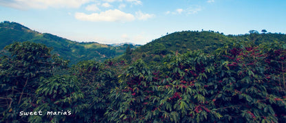 Costa Rica Honey Process Familia Ureña