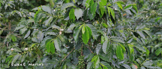 Guatemala La Libertad SWP Decaf