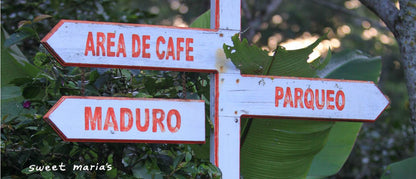 Guatemala Patzun Finca Las Camelias