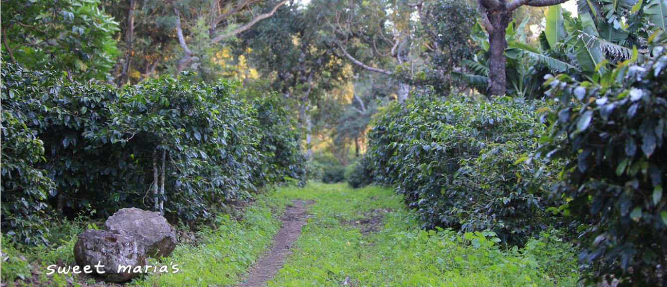 Guatemala Patzun Finca Las Camelias