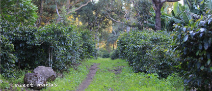 Guatemala Patzun Finca Las Camelias
