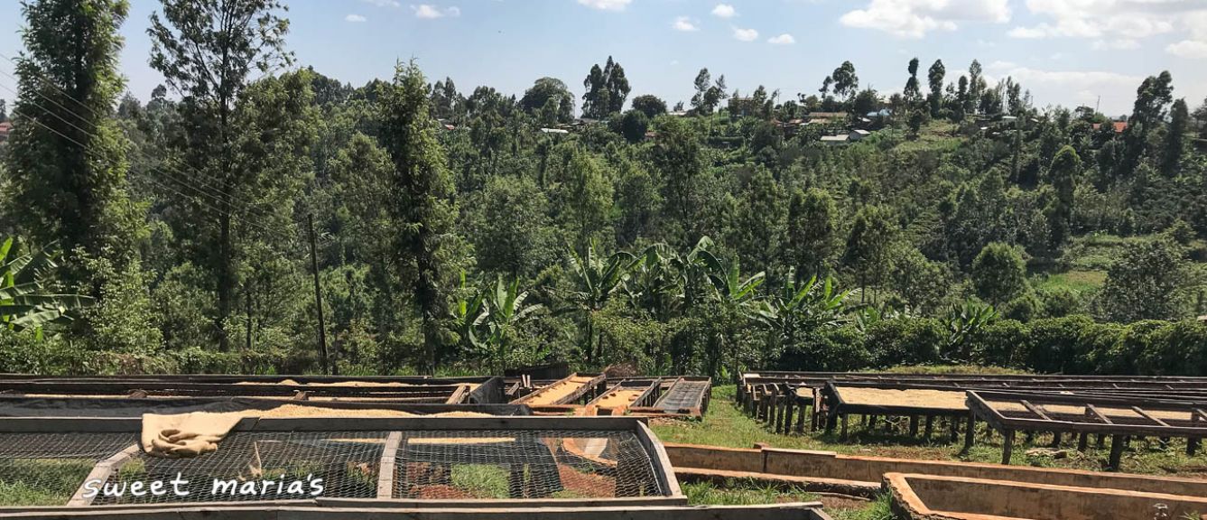 Kenya Kiambu Fram Farm AA