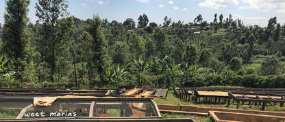 Kenya Kiambu Fram Farm AA