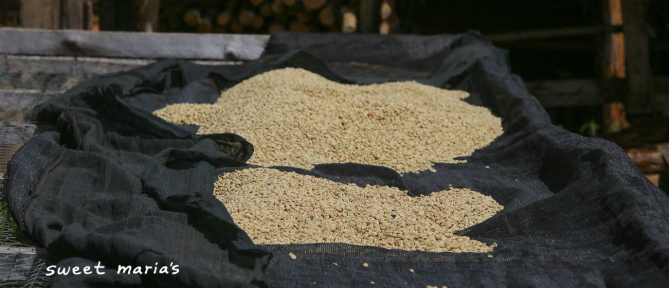 Kenya Kiambu Fram Farm AA