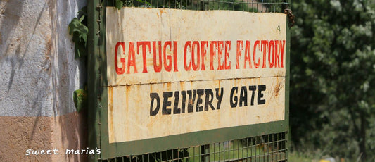 Kenya Nyeri Gatugi AA