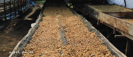 Sumatra Aceh Farmers SWP Decaf